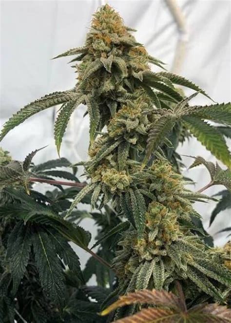East cake strain cannarado.  We&rsquo;re still learning about the flavo...