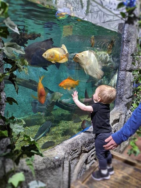 East idaho aquarium. Hello everyone. We have a few questions for everybody. We want to know why you personally want a public aquarium to the east Idaho area? What good do you think it will provide for the community/area?... 