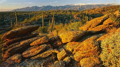 East saguaro national park az. Scientists estimate that saguaro cactus have been growing in this area for anywhere from 4,000 to 8,000 years, but the rocks they grow on are more than a bit older! Pinal Schist, the oldest rock in southern Arizona, was deposited at the bottom of a deep ocean 1.6 billion years ago. It crops up along the loop drive at the Rincon Mountain ... 