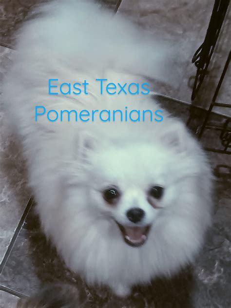 East texas pomeranians. .  <a href=https://samet-liftup.4alabs.com/dgxdtaa/in...