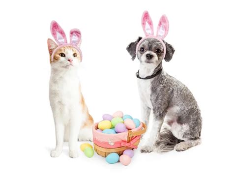 Easter Dog And Cat royalty-free images - Shutterstock