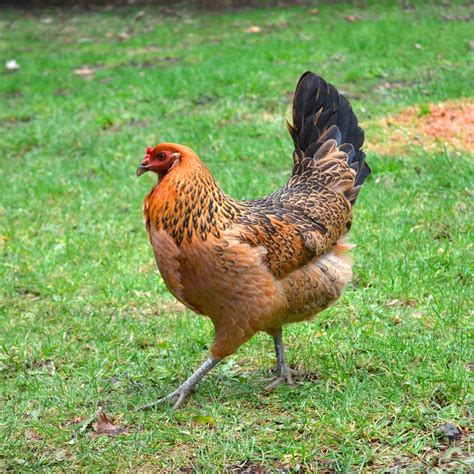 4 thg 10, 2023 ... He is an Easter Egger which is a mix of several breeds and the Ameraucana. He should pass on the blue/green egg gene to his offspring.. 