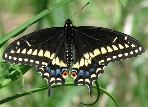 Eastern Black Swallowtail - Butterfly Identification