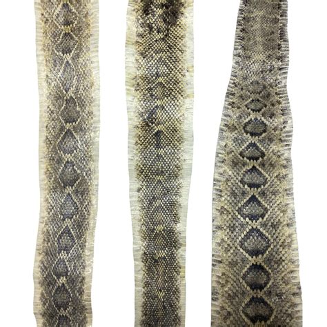 Eastern Diamondback Rattlesnake Skin - Etsy