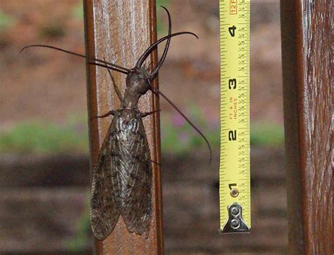 Eastern Dobsonfly: All You Need To Know - What