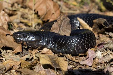 Eastern Indigo Snake - Zoo Atlanta