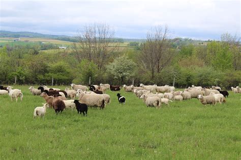 Eastern Ohio Grazing Council - br-fr.facebook.com