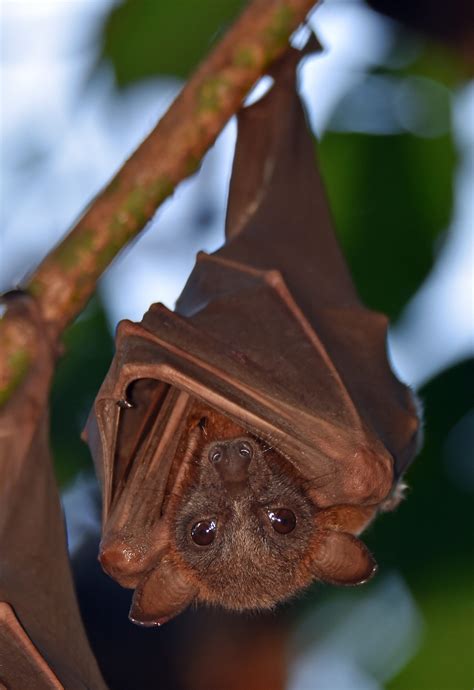 Eastern Red Bat Responses to Fire during Winter Torpor