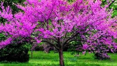 Eastern Red Bud Trees - Etsy