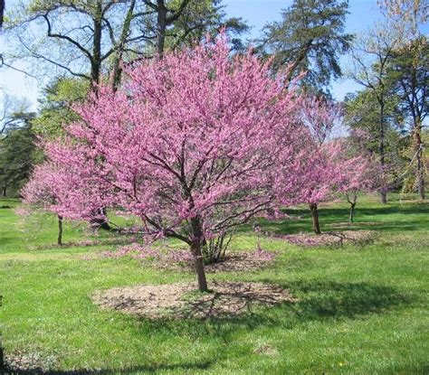 Eastern Redbud University of Maryland Extension - UMD