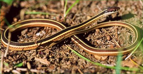 Eastern Ribbonsnake Georgian Bay Biosphere