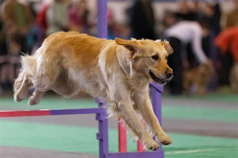 Eastern Shore Classic Dog Shows Headed To Salisbury