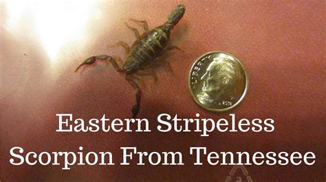 Eastern Stripeless Scorpion From Tennessee