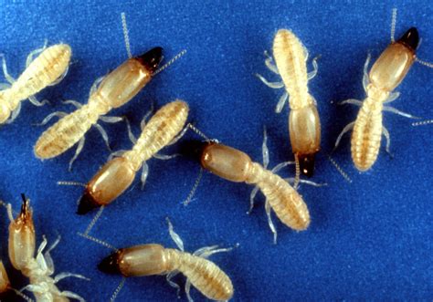 Eastern Subterranean Termite - North Jersey Termite