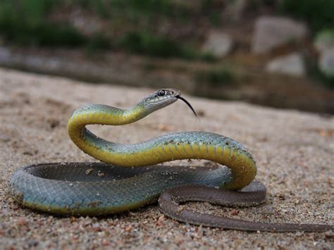 Eastern Yellow-bellied Racer — Snake Snap