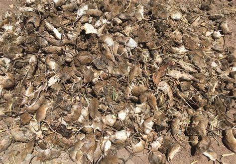 Eastern australia mouse plague.  Eastern students graduate with strong prob...