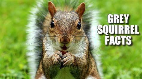 Eastern gray squirrel fun facts.  In this guide we'll discuss their breeding ...
