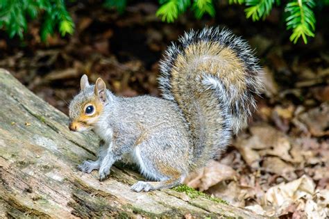 Eastern gray squirrel predators. .  ...