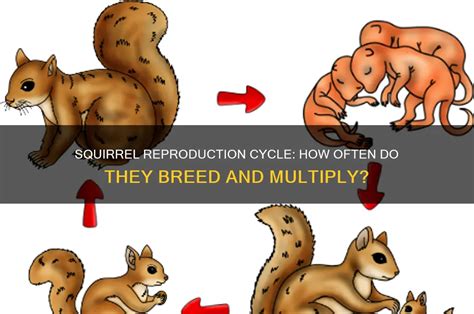Eastern gray squirrel reproduction.  Reproduction Eastern Gray squirrels often breed t...