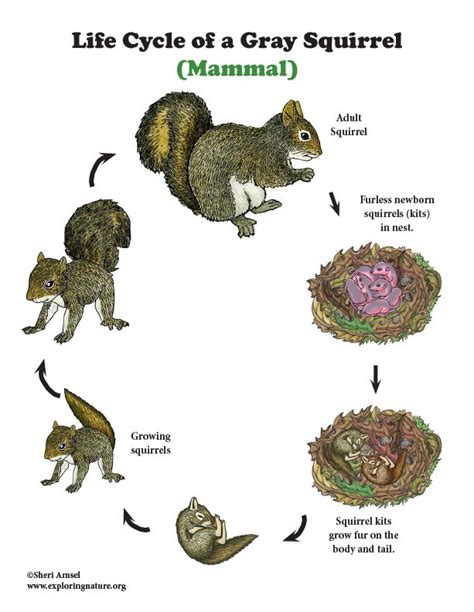 Eastern grey squirrel life cycle.  Very agile in trees, using the tail Reproduction and l...