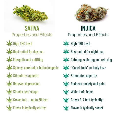 Indica strains can be more calming and sedating, while Sativa can be more energetic and uplifting, possibly even making your mind a little more active. Some people find that using a Sativa sets their mind into an introspective overdrive, which may heighten their feelings of anxiety. Just the same, some people find Indica-dominant strains force .... 
