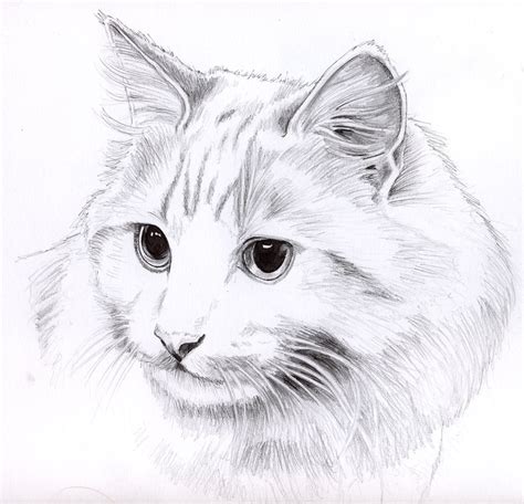 Easy Cat Pencil Drawings