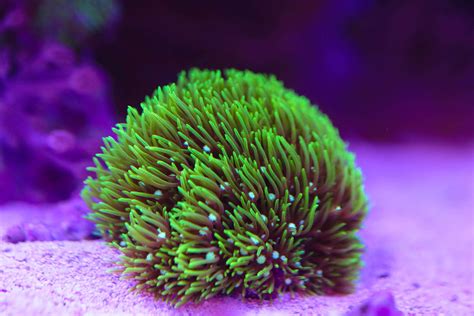 Easy Coral For Beginners