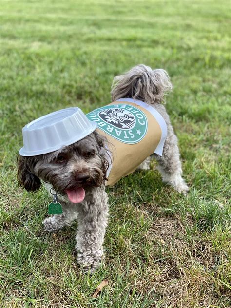 Easy Diy Costumes For Dogs