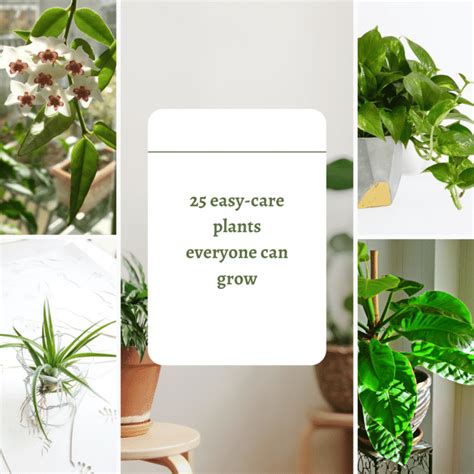 Easy Houseplants To Keep Alive