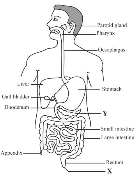 Easy Steps to Draw Human Digestive System [Class 10 NCERT] Write down