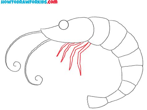 Easy To Draw Shrimp
