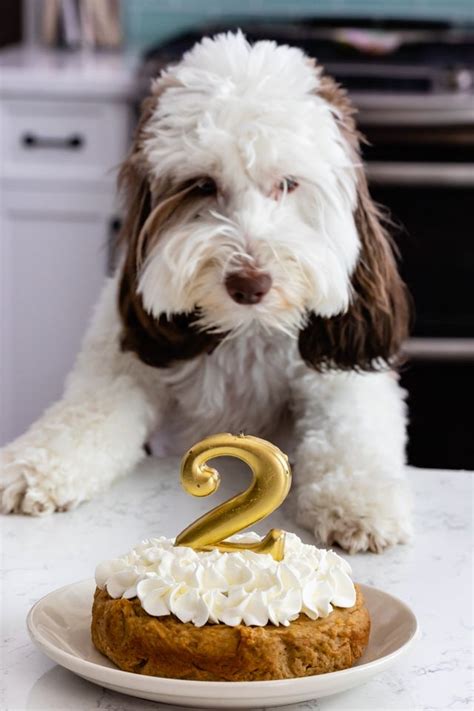 Easy To Make Dog Cake