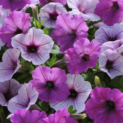 Easy Wave Spreading Petunia