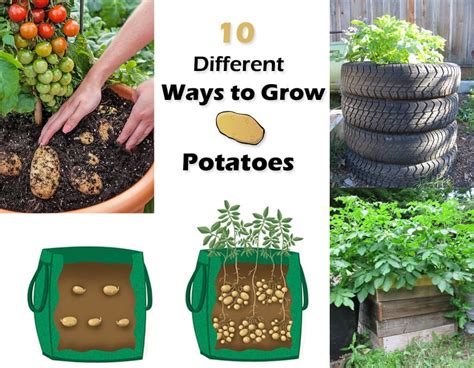 Easy Way To Grow Potatoes