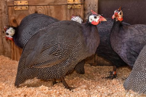Easy guide to backyard guineafowl farming download. - Suzuki dr z 400 s trail owners manual.