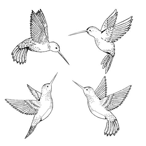 Class Description. Learn how to draw a realistic hummingbird in flight during this follow along drawing class. During the class you will learn : How to quickly draw a bokeh background. How to draw using a mask to save on sketching time. How to draw wings in motion. How to draw a realistic eye.