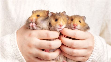 Easy pets. Choosing a Pet Hamster. Hamsters are popular pets for children and adults alike. They are small rodents that typically live about two years and are usually best housed alone. Hamsters come in a variety of colors and breeds, and different breeds are known for distinctive traits. There are 24 hamster species, but some common ones include: Chinese ... 