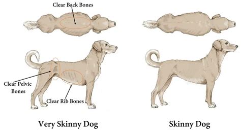 Easy to Feel Bones - Normal or Too Skinny?