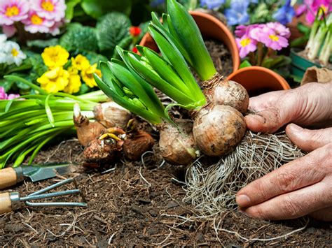Easy to grow bulbs. Things To Know About Easy to grow bulbs. 