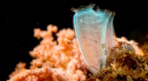 Eat sea squirts for better memory and gorgeous hair?