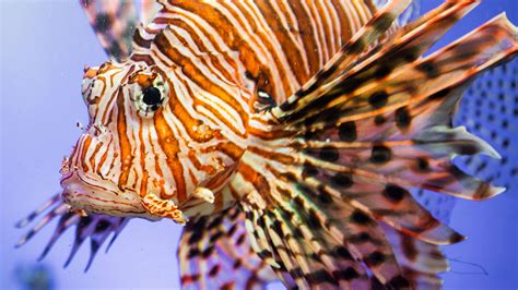 Eating Lionfish - The Perfect Way to Get Rid of Invasive Species