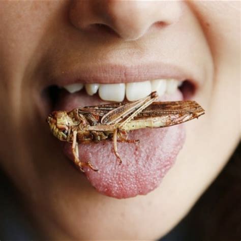 Eating bugs. Bugs! Although less common outside the tropics, entomophagy, the practice of eating bugs, was once extremely widespread throughout cultures. You may feel icky about munching on insects, but they feed about 2 billion people each day (Mmm, fried tarantulas). They also hold promise for food security and the environment. Emma Bryce makes a ... 