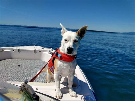 Eba the Whale Dog and owner, whale biologist Deborah Giles, star …