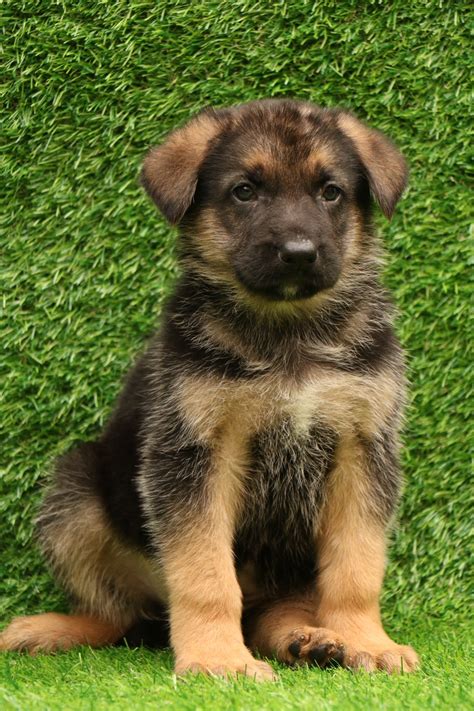 Ebay German Shepherd Puppies For Sale