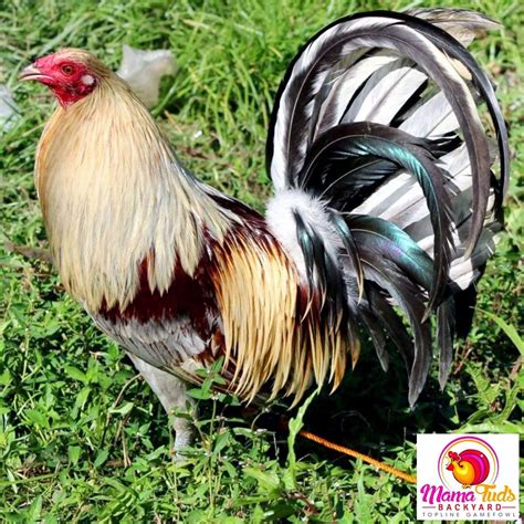 We also sell hatching eggs on eBay. Our order minimum is 10 eggs for standard and large fowl breeds and 14 for most bantam breeds (we include 2 free extra eggs in every order). Item Per Egg Quantity; Rare Breeds Egg Assortment. In stock: 13. ... Ginger Oxford Gamefowl Eggs: 8.00: Sold Out: Gold Spitzhauben Eggs: 9.00: Sold Out: Indio Gigante …. 