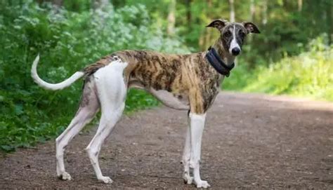Ebcheck greyhound. Things To Know About Ebcheck greyhound. 