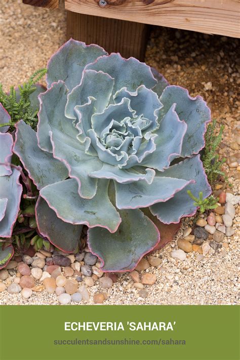 Echeveria ‘Sahara’ Succulents and Sunshine