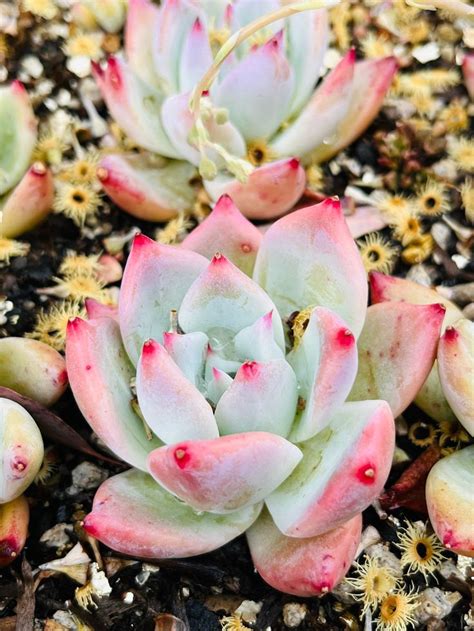 Echeveria Alba Beauty - Etsy