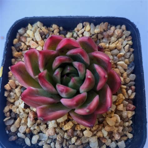 Echeveria Florina, Echeveria