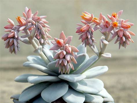 Echeveria laui. The Echeveria laui is deemed one of the most beautiful Echeveria succulents. Its leaves are plump with a soft blue-gray color. This unique succulent grows stems from the base rosette and sprouts into new, red-gray rosettes and stunning orange flowers. The Echeveria laui is rare 